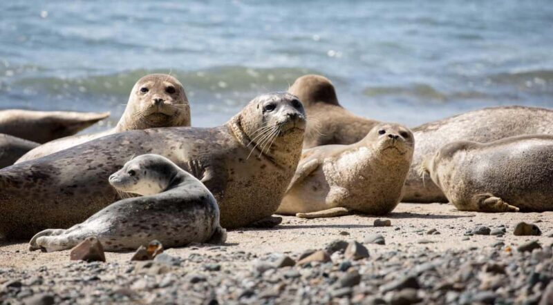 Vancouver UNESCO Biosphere Reserve Wildlife Scenic Boat Tour - Discovering Howe Sound on a Scenic Wildlife Tour
