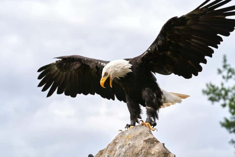 Vancouver UNESCO Biosphere Reserve Wildlife Scenic Boat Tour - Who This Experience Is Best For