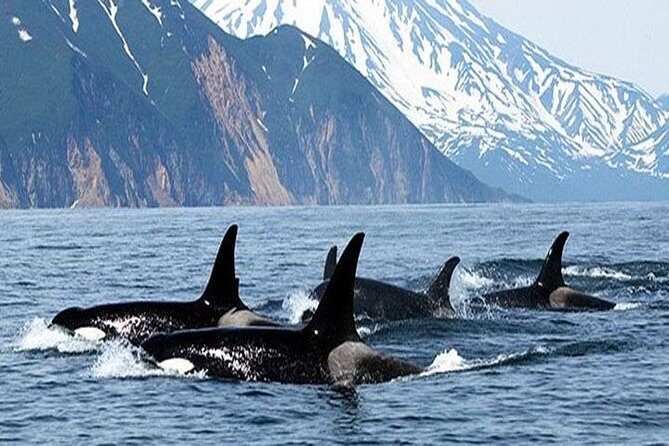 Vancouver Whale Watching Adventure with City tour - An Honest Breakdown of the Vancouver Whale Watching Tour