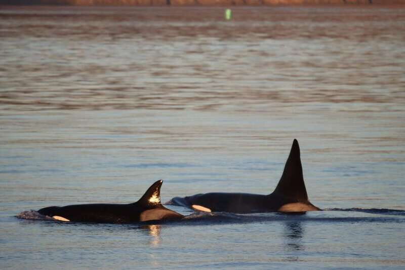 Vancouver Whale Watching Safari - Introduction