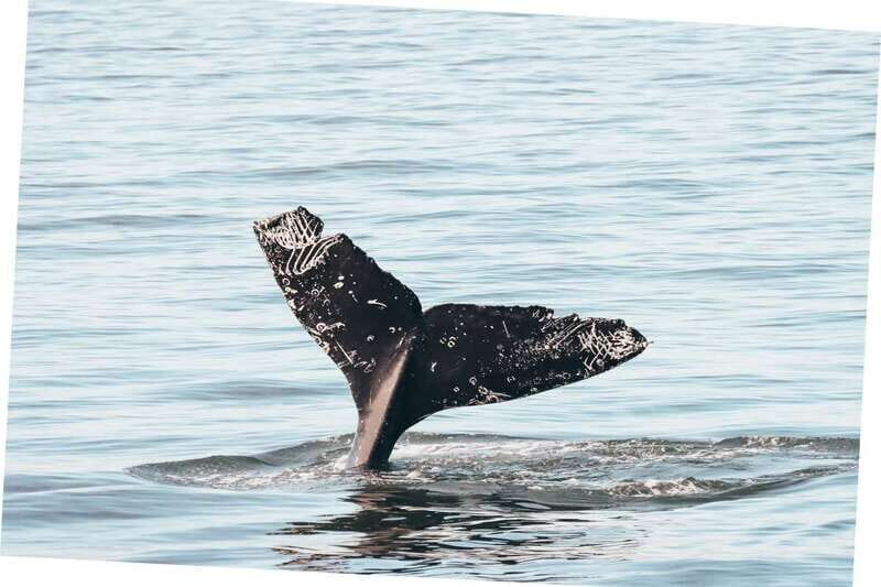Vancouver Whale Watching Safari - The Practical Side: Costs, Timing & Tips