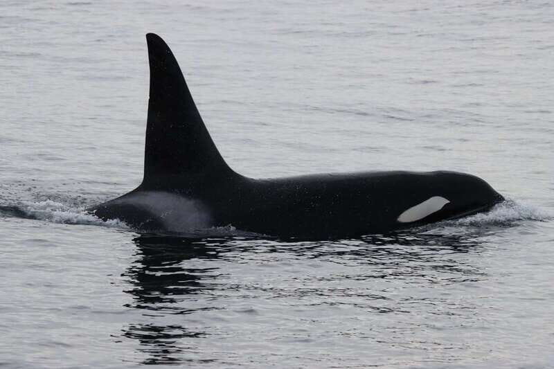 Vancouver Whale Watching Safari - The Experience: Authenticity & Review Highlights