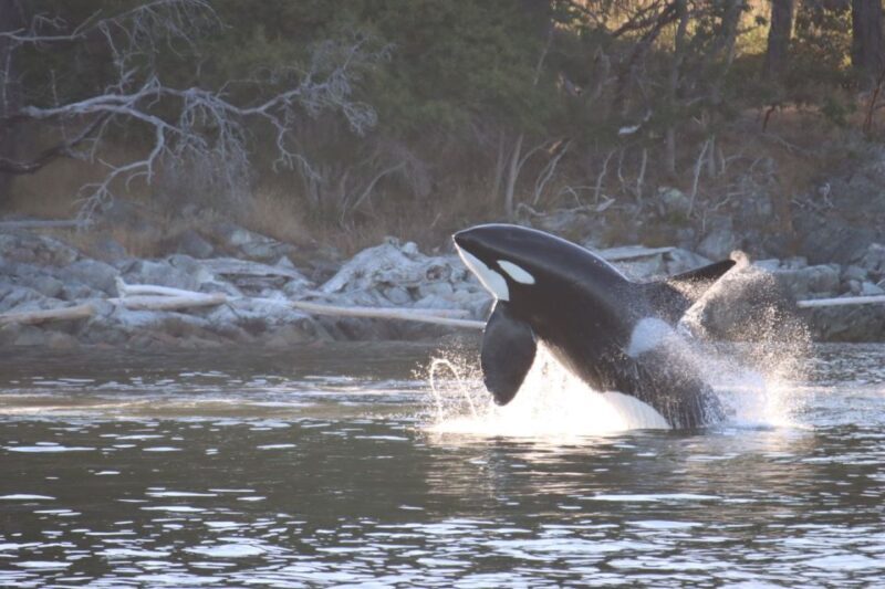 Vancouver Whale Watching Safari - Who Should Consider This Tour?