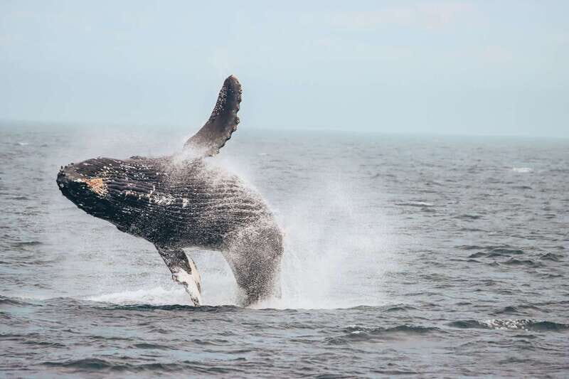 Vancouver Whale Watching Safari - The Sum Up