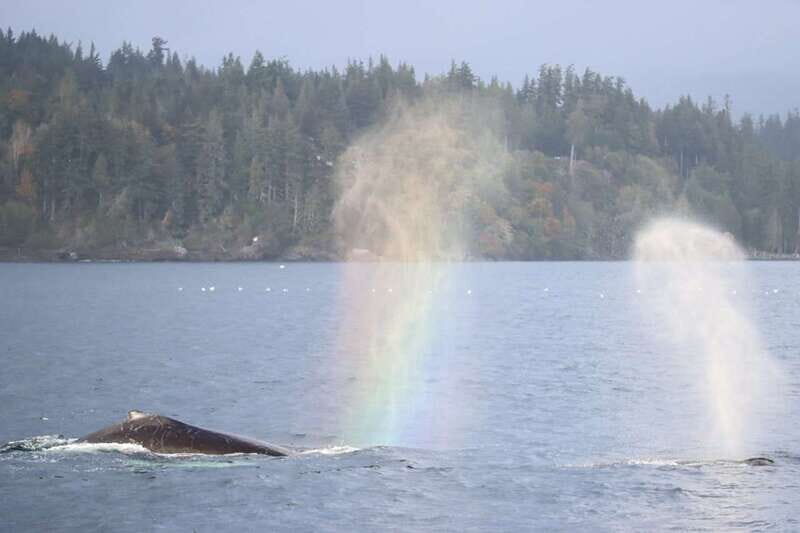 Vancouver Whale Watching Safari - FAQ