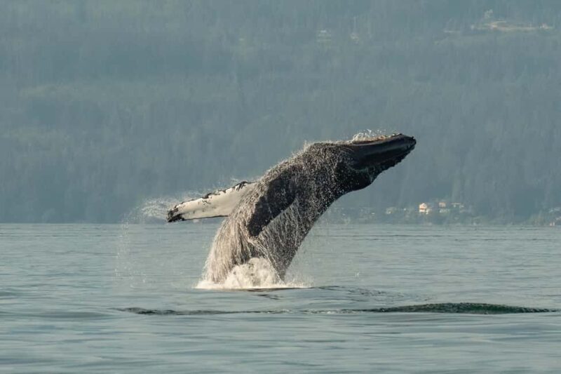 Vancouver: Zodiac Whale Watching Tour from Granville Island - The Experience: What You Can Expect