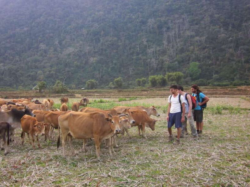 Vang Vieng: Jungle & Caves Full-Day Private Trekking Tour - Key Points