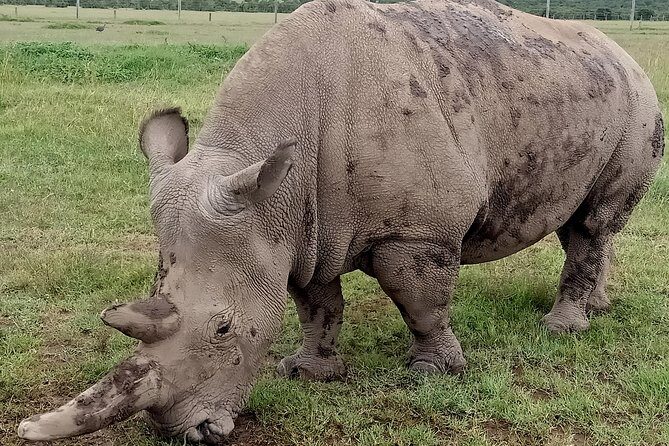 Vegans special safari - Practical Insights & Value