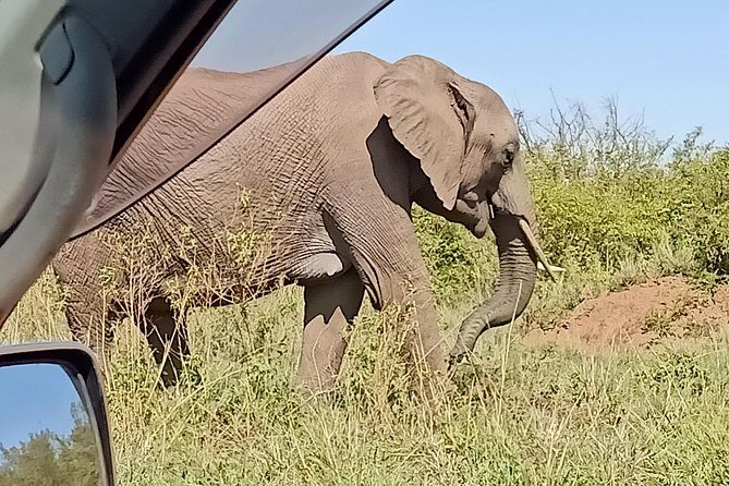Vegans special safari - FAQ