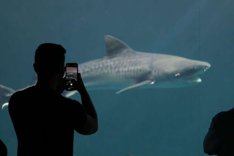 Veracruz: 5-Attraction Tour with Aquarium and Boat Tour - An In-Depth Look at the Veracruz 5-Attraction Tour