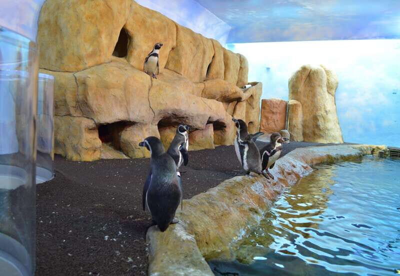 Veracruz: Panoramic Sightseeing City Tour and Aquarium - An Overview of the Veracruz Experience