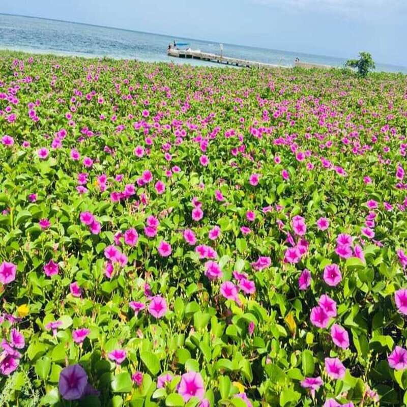Veracruz: Snorkeling Adventure at Isla de En Medio - Key Points