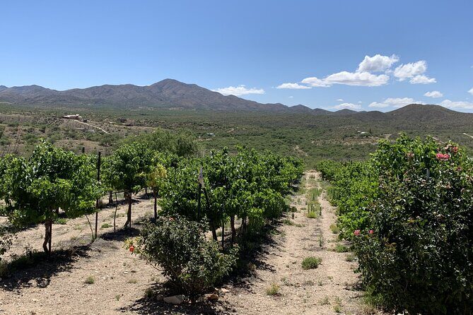 Verde Valley Wineries and Sedona Red Rocks Private Day Tour - Who Should Consider This Tour?