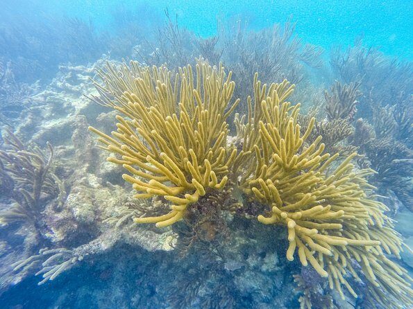 Viator Exclusive: Tulum Ruins, Reef Snorkeling, Cenote and Caves - FAQ