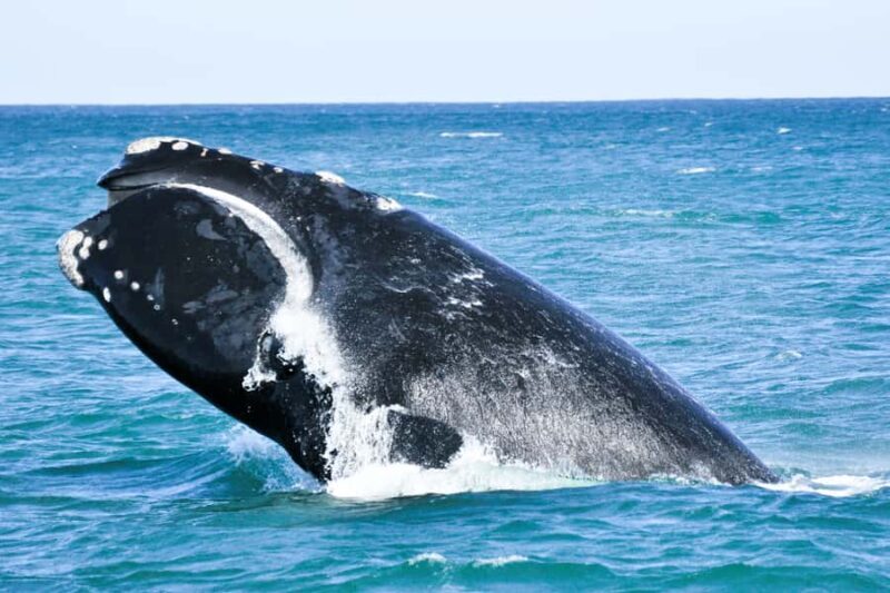 Victor Harbor: Southern Ocean Adventure Cruise with Guide - Discovering the Marine Marvels of Victor Harbor