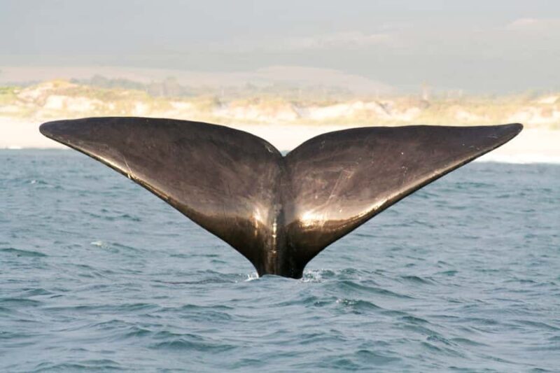 Victor Harbor: Southern Ocean Adventure Cruise with Guide - Key Points
