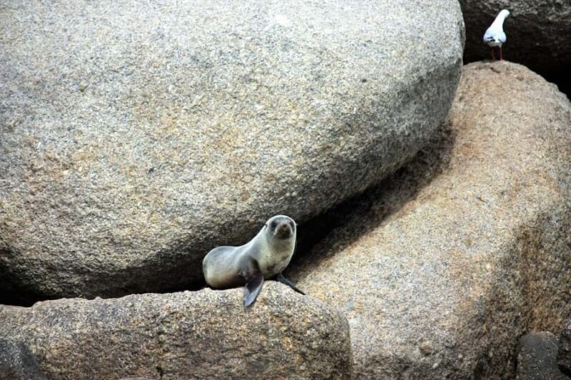Victor Harbor: Southern Ocean Adventure Cruise with Guide - What Travelers Are Saying