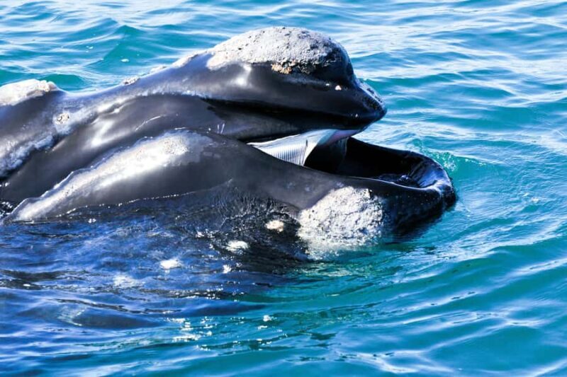 Victor Harbor: Southern Ocean Adventure Cruise with Guide - The Sum Up: Who Should Consider This Cruise?