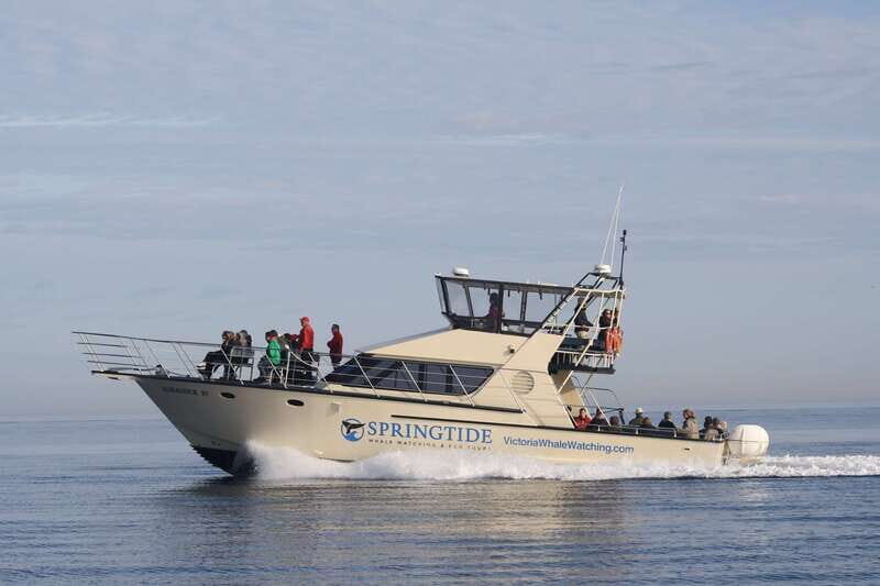 Victoria: 3-Hour Whale Watching Tour - An In-Depth Look at the Tour Experience