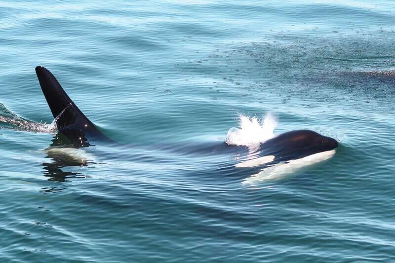 Victoria: 3-Hour Whale Watching Tour - The Sum Up