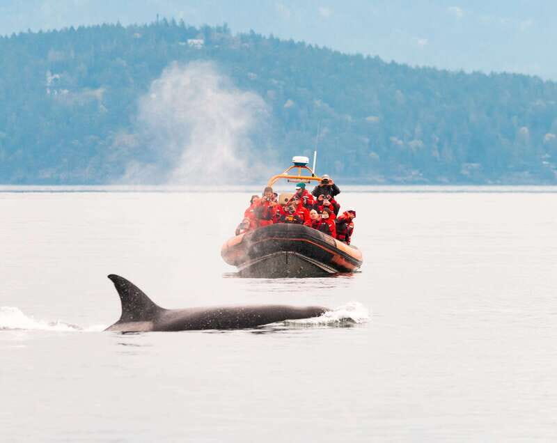 Victoria: 3-Hour Zodiac Whale-Watching Tour - The Itinerary in Detail