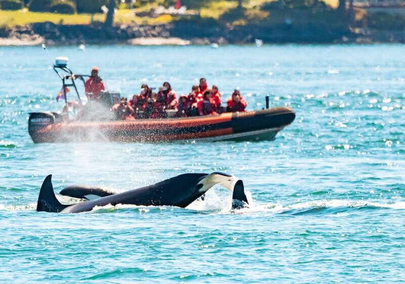 Victoria: 3-Hour Zodiac Whale-Watching Tour - The Value for Money