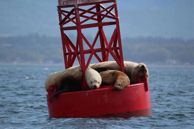 Victoria: 3-Hour Zodiac Whale-Watching Tour - Who Will Love This Tour?