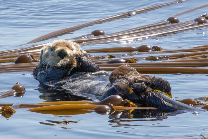Victoria: 3-Hour Zodiac Whale-Watching Tour - The Sum Up
