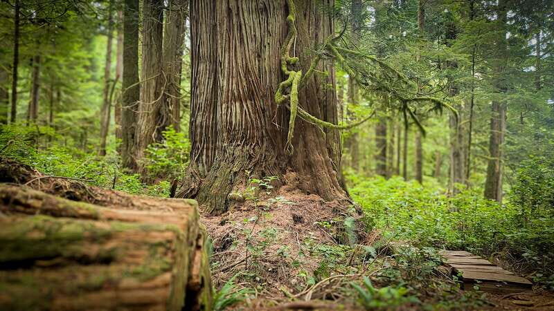 Victoria: 4-Day Tofino and Port Renfrew Tour with Flights - An Authentic 4-Day Vancouver Island Adventure