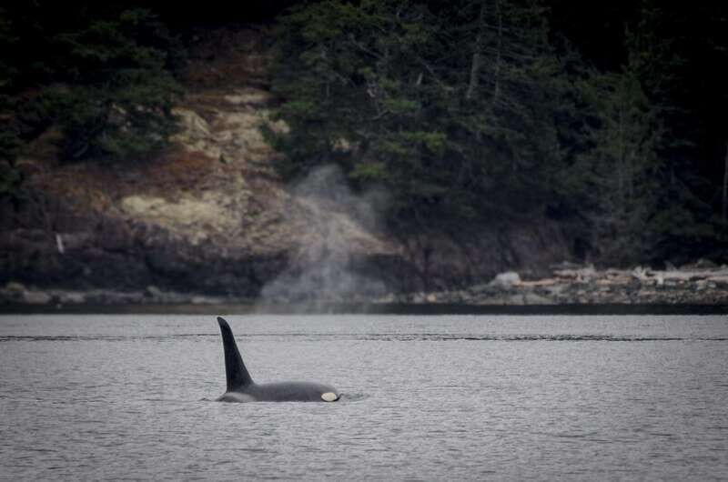 Victoria: 4-Day Tofino and Port Renfrew Tour with Flights - The Rainforest and Coastal Highlights