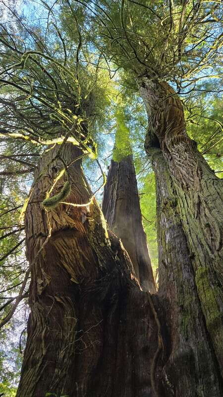 Victoria: 4-Day Tofino and Port Renfrew Tour with Flights - Final Thoughts: Is This Tour Right for You?