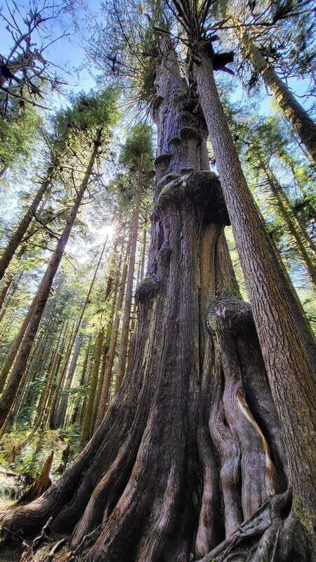 Victoria: 4-Day Tofino and Port Renfrew Tour with Flights - FAQ