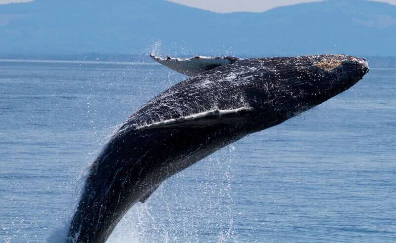 Victoria BC: 3 Hour Expedition Catamaran Whale Watching Tour - Key Points