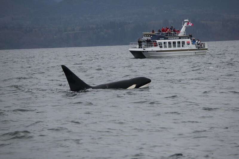 Victoria BC: 3 Hour Expedition Catamaran Whale Watching Tour - An In-Depth Look at the Whale Watching Experience