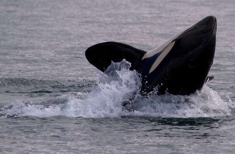 Victoria BC: 3 Hour Expedition Catamaran Whale Watching Tour - The Sum Up: Who Will Love This Tour?