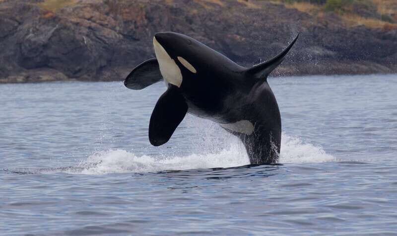 Victoria, BC: 3-Hour Ultimate Whale & Marine Wildlife Tour - The Itinerary and What to Expect