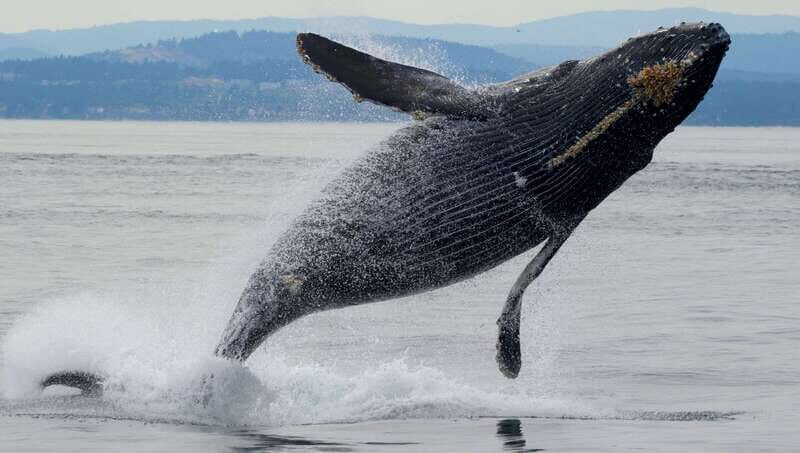 Victoria, BC: 3-Hour Ultimate Whale & Marine Wildlife Tour - Analyzing the Value