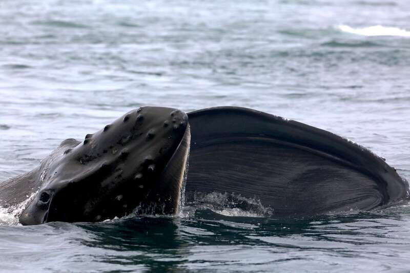 Victoria, BC: 3-Hour Ultimate Whale & Marine Wildlife Tour - Who Will Love This Tour?
