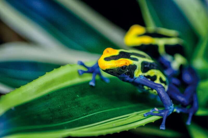 Victoria: Butterfly Gardens Admission Ticket - An In-Depth Look at Victoria Butterfly Gardens