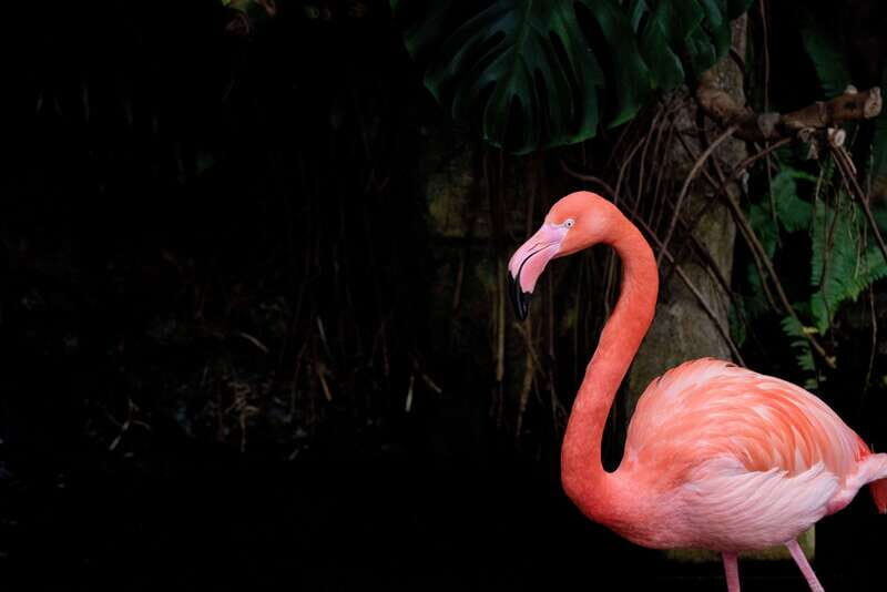 Victoria: Butterfly Gardens Admission Ticket - FAQs
