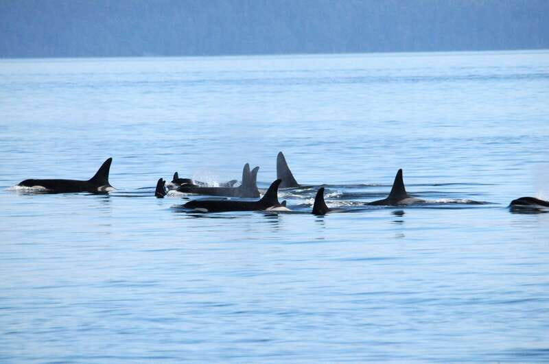 Victoria: Covered Whale Watching Adventure with Free Photos - Key Points