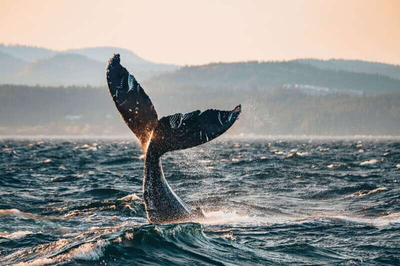 Victoria: Covered Whale Watching Adventure with Free Photos - The Itinerary: What’s on the Schedule?