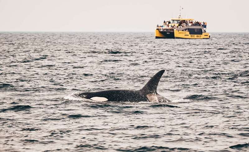 Victoria: Covered Whale Watching Adventure with Free Photos - The Photos: Worth the Price?