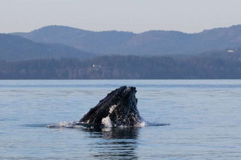 Victoria: Covered Whale Watching Adventure with Free Photos - The Cost and Value
