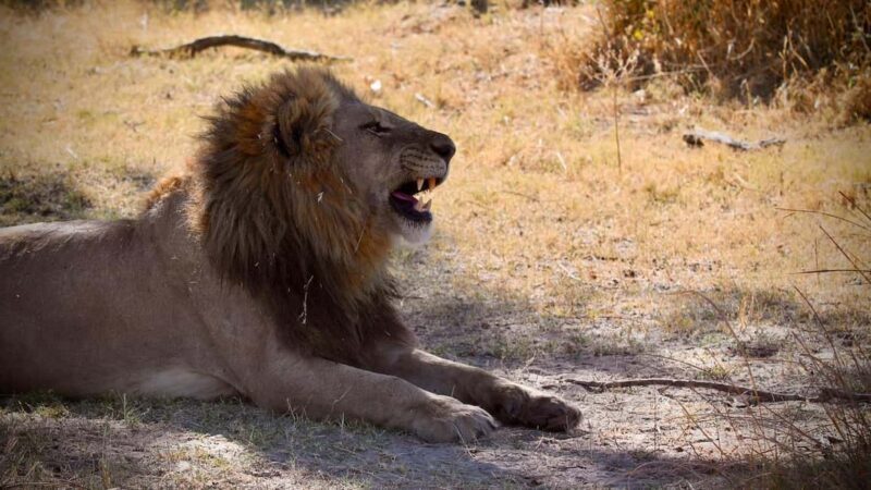 Victoria Falls: 4-Day Tour with Chobe - Key Points