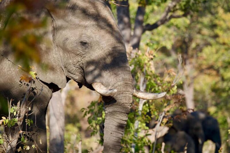 Victoria Falls: 4-Day Tour with Chobe - Exploring the Highlights of the Victoria Falls & Chobe Tour