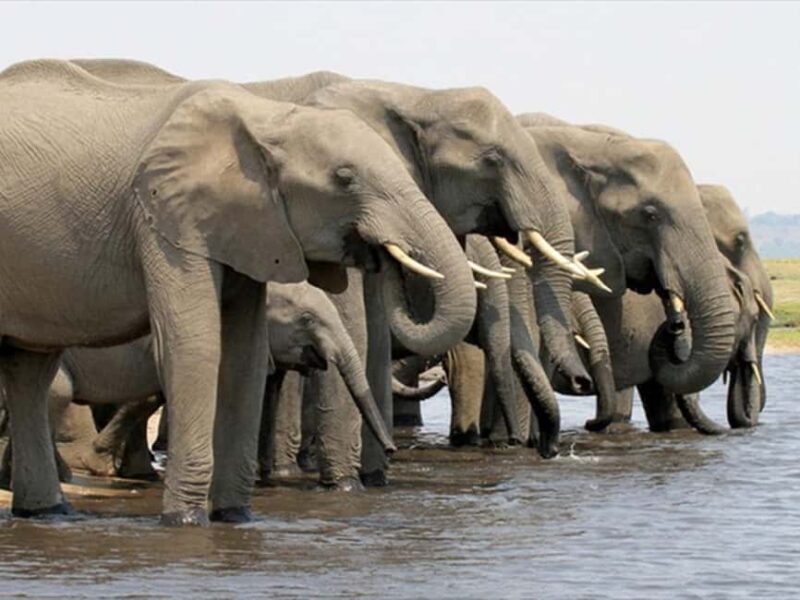 Victoria Falls and Hwange National Park 4-Day Safari Tour - Key Points