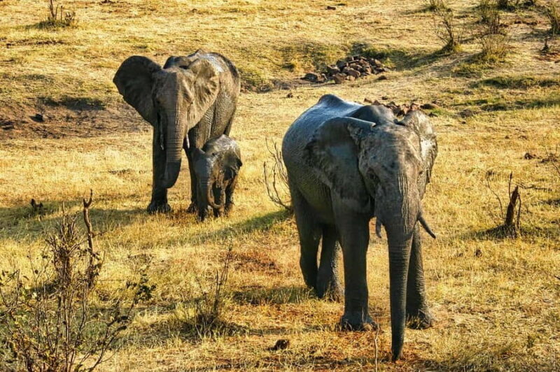 Victoria Falls: Dry Safari Game drive in National Park - Practical Details and Logistics