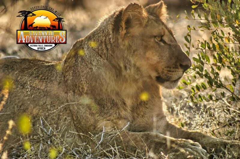 Victoria Falls: Dry Safari Game drive in National Park - The Value Proposition