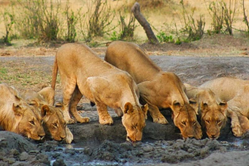 Victoria Falls: Dry Safari Game drive in National Park - Who Will Love This Tour?